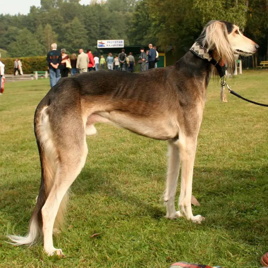 东非猎犬(东非猎犬多才多艺吗)