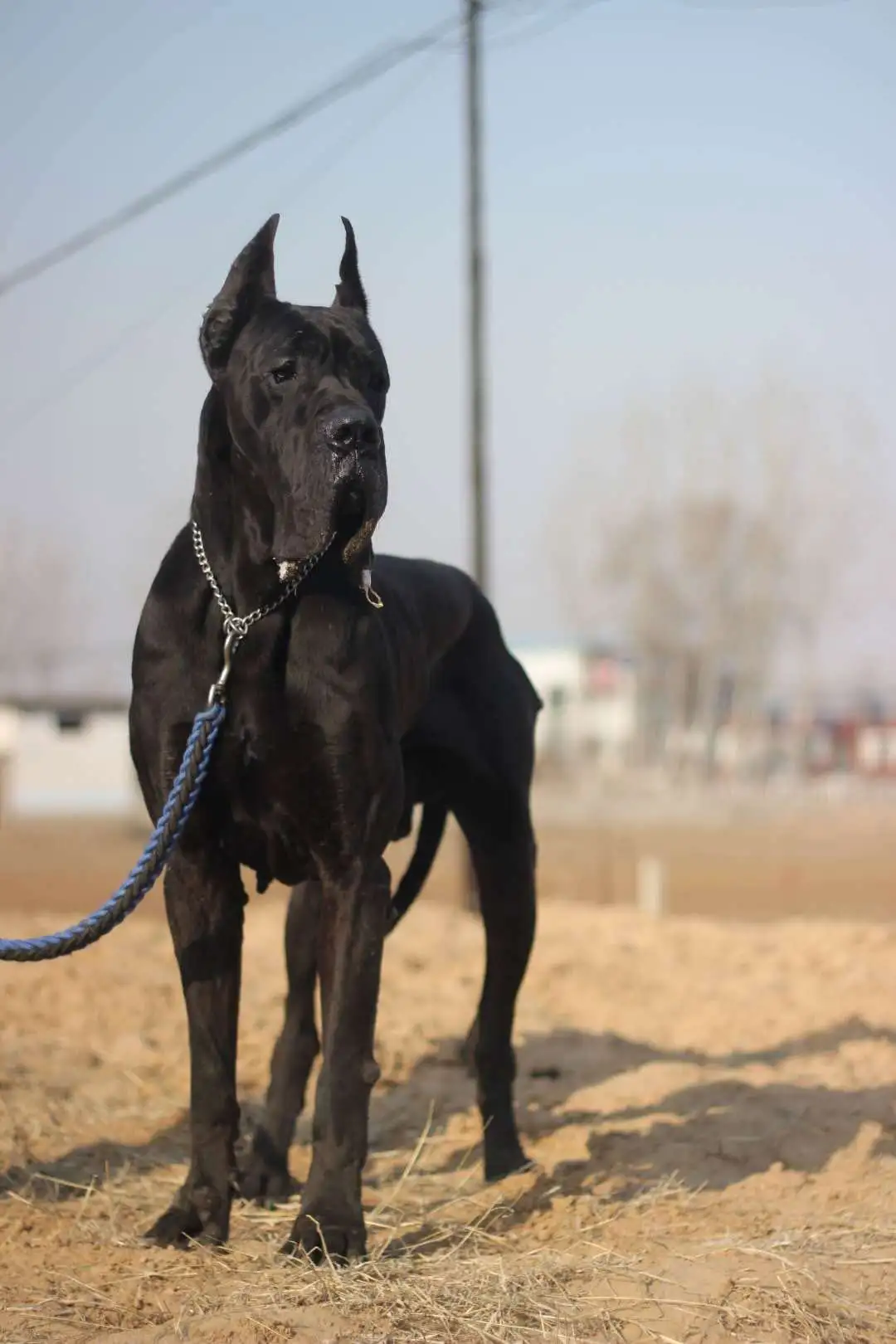 虎皮丹犬(虎皮丹犬图片)