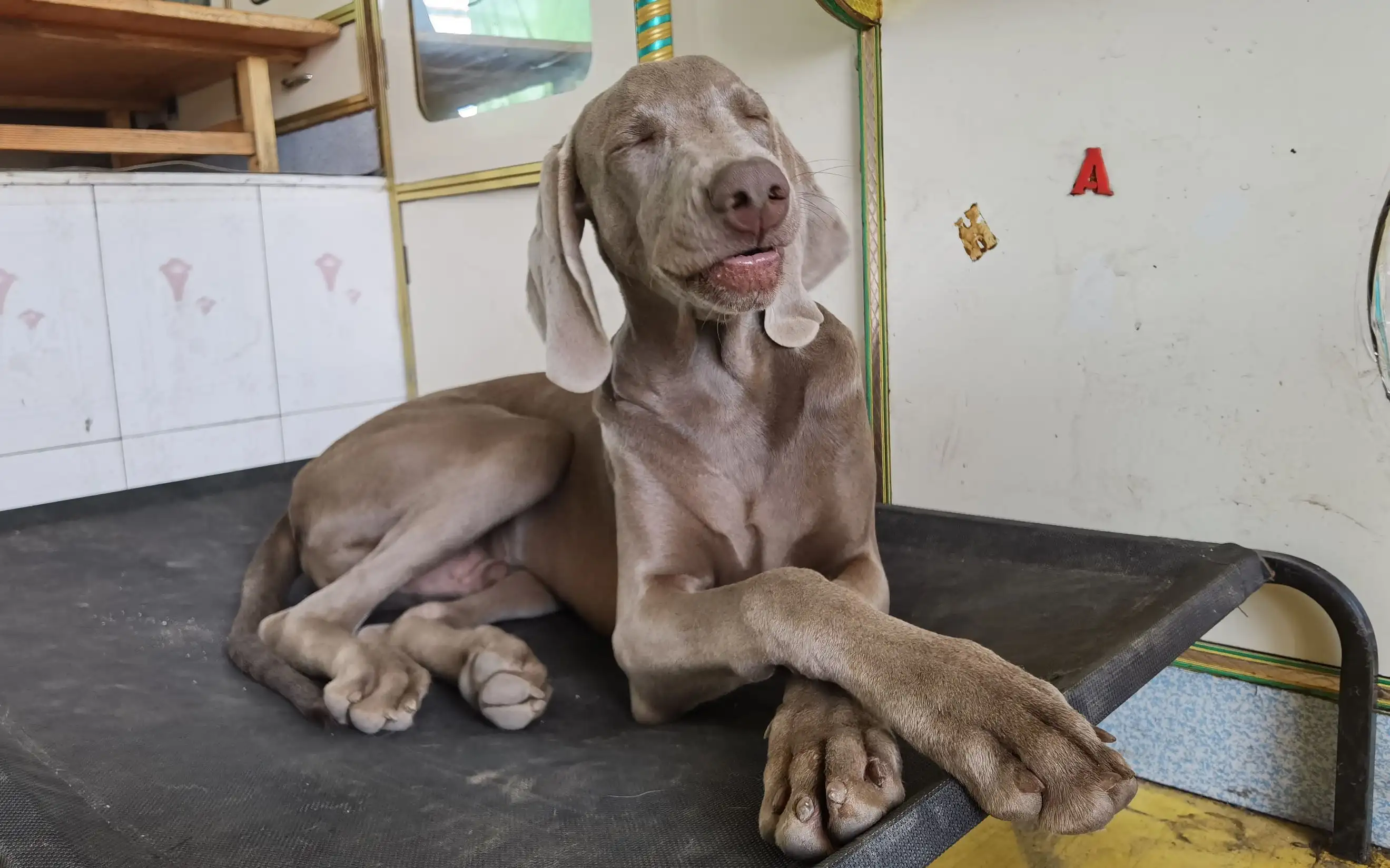 魏玛犬(德国魏玛犬)