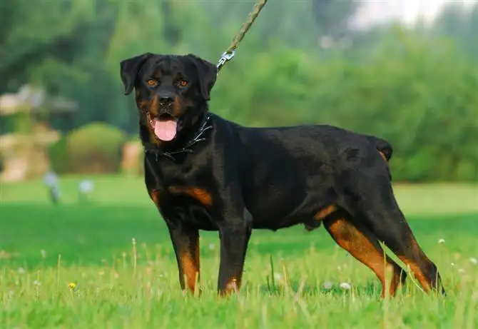 洛威犬(洛威犬多少钱)