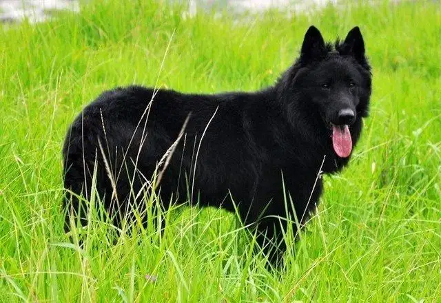 比利时牧羊犬图片(比利时牧羊犬图片战亚帝克斯)