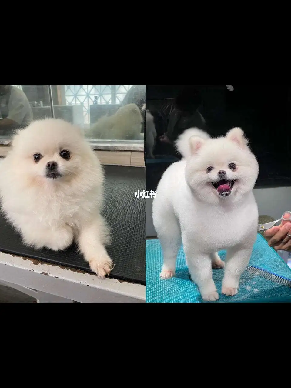 博美犬美容(博美犬美容造型)