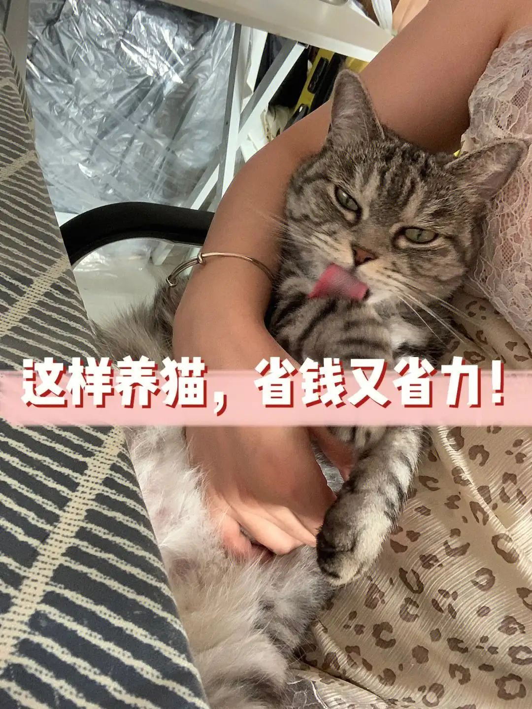 养小猫(养小猫需要准备哪些东西)