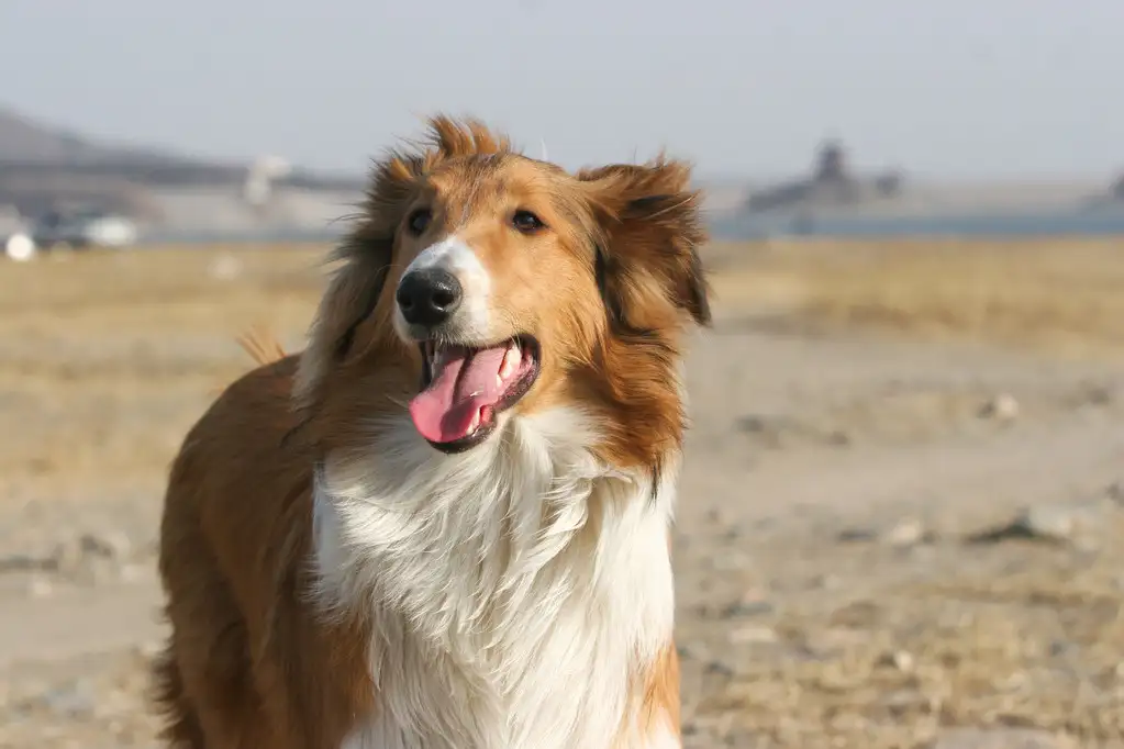 苏格兰牧羊犬吃什么(苏格兰牧羊犬吃什么食物最好)