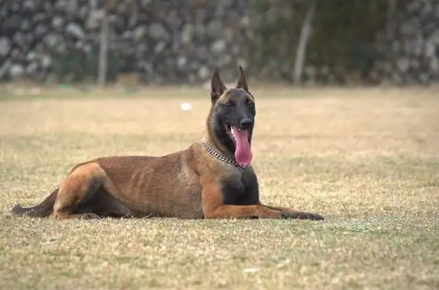 训好的马犬价格(训练好的马犬多少钱一条)