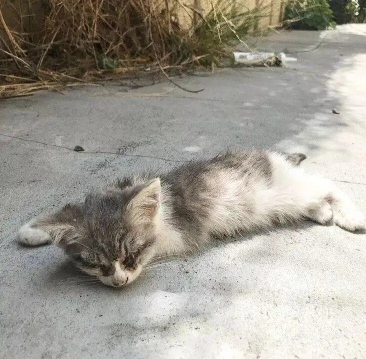 狗咬死猫(狗咬死猫咪)