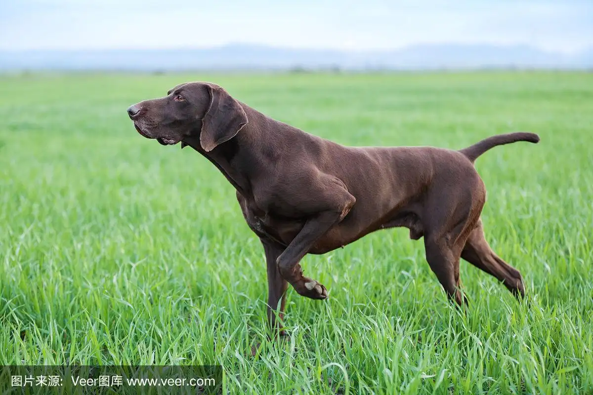 波音达犬(波音达犬打架怎么样)