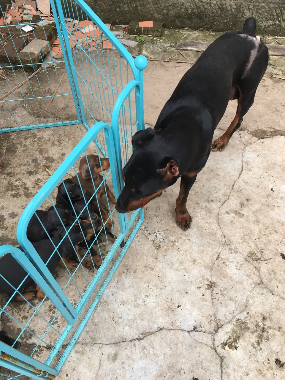 北京杜宾犬舍(北京杜宾犬可以办犬证吗)