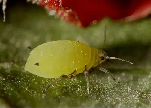 蚜虫的资料(蚜虫的资料蚜虫有什么危害)