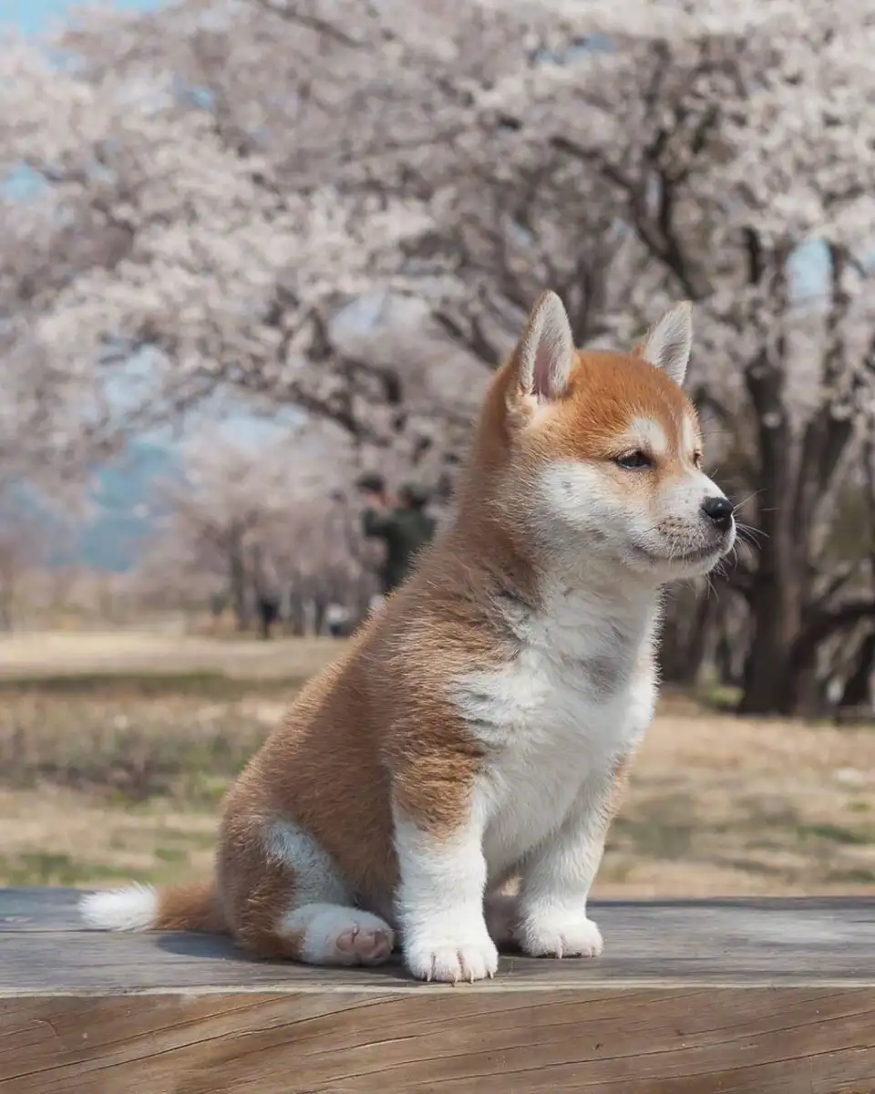 柴犬(柴犬幼犬多少钱一只)