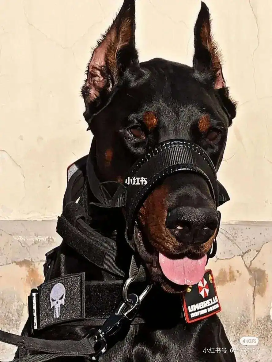 北京杜宾犬舍(北京杜宾犬可以办犬证吗)