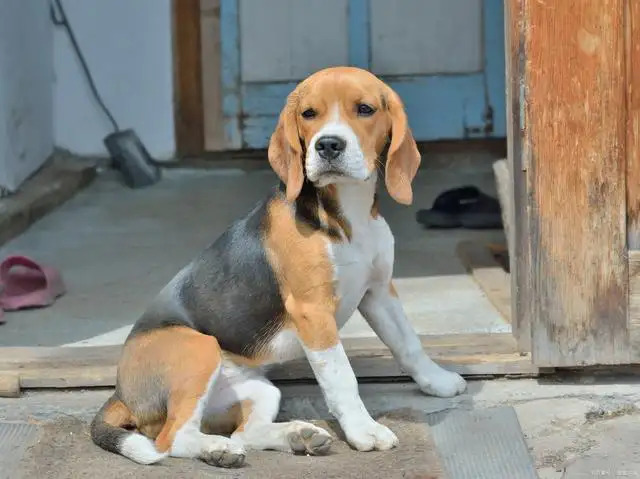 比格犬的训练(比格犬的训练技巧)