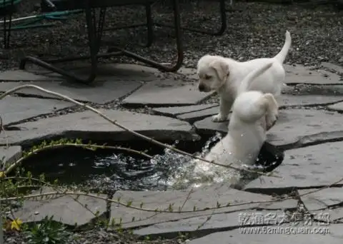 乾通名犬俱乐部(乾通名犬俱乐部官网)