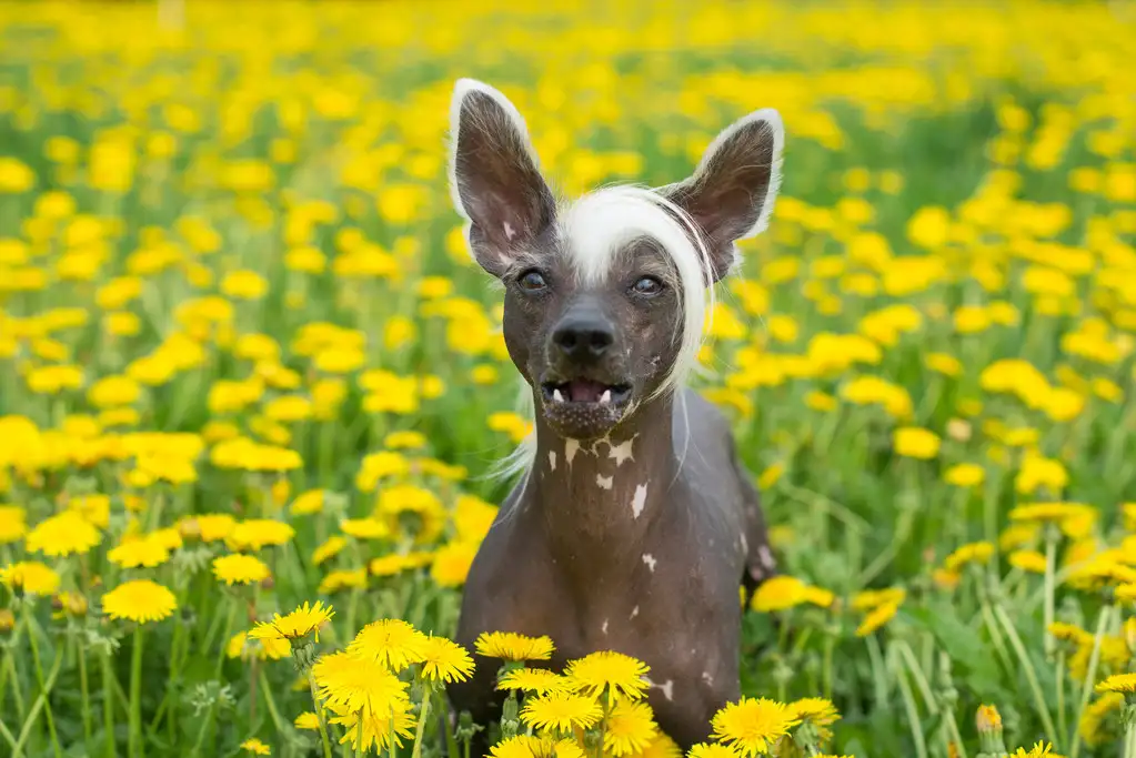 中国冠毛犬图片(中国冠毛犬图片大全)