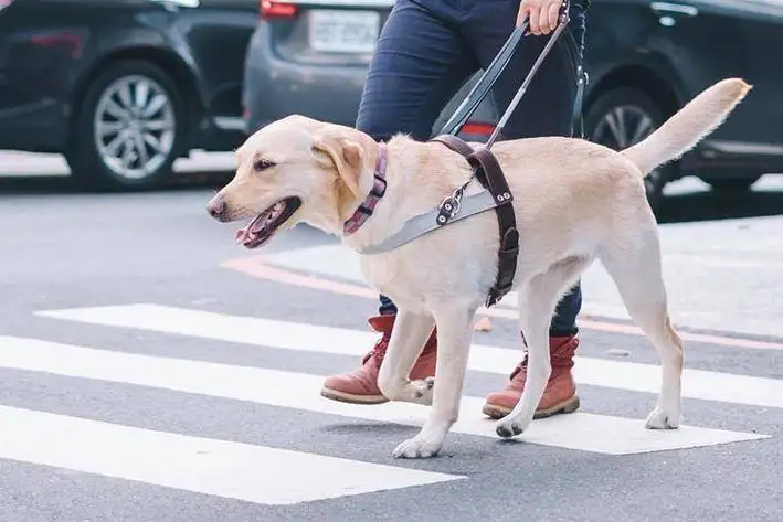 导盲犬是怎么分辨红绿灯的(导盲犬是怎么分辨红绿灯的庄园)