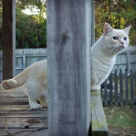 曼赤肯猫(曼赤肯猫图片)