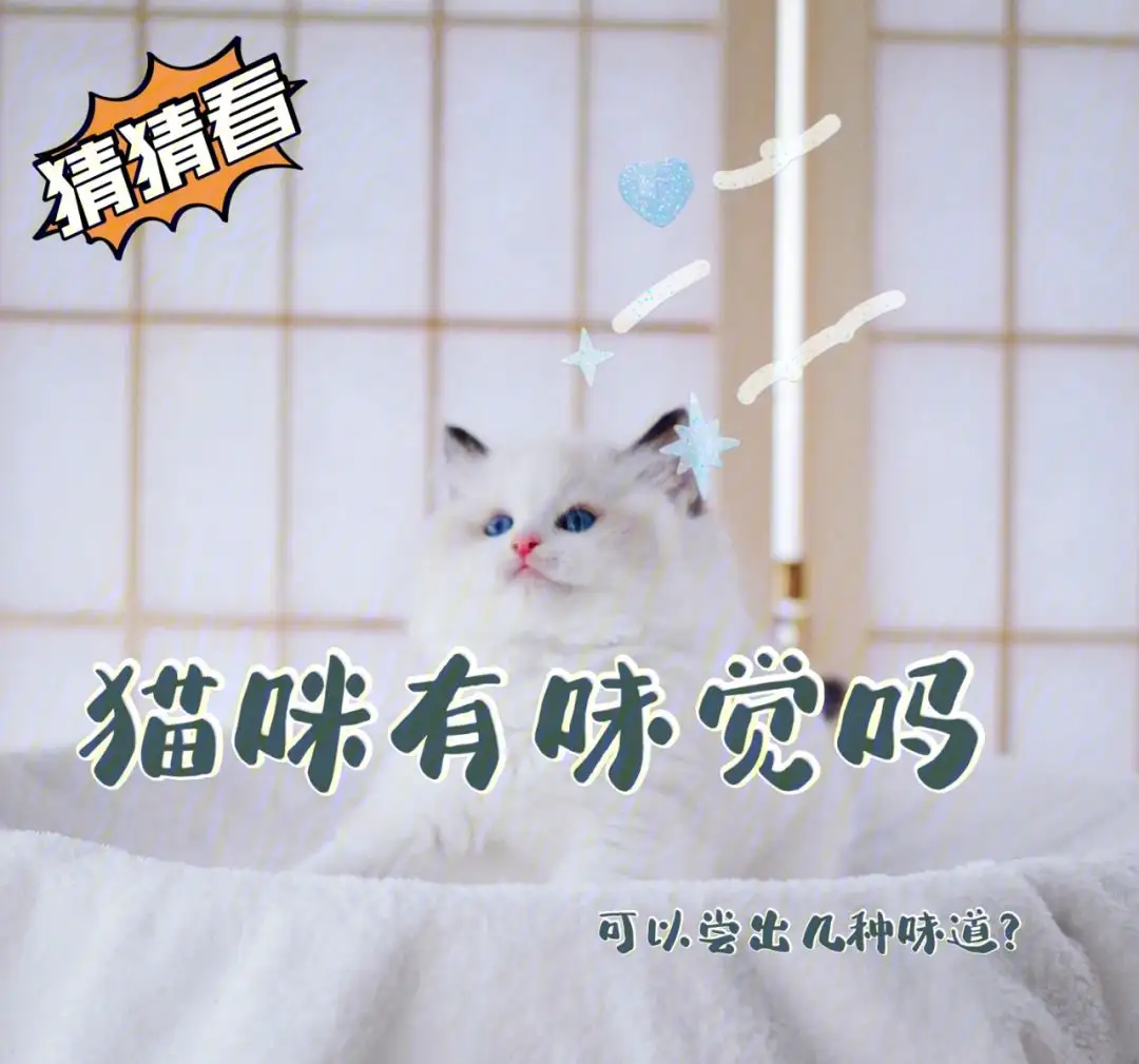 猫感觉不到甜味吗(猫没有甜味味觉,为什么还对甜食感兴趣)