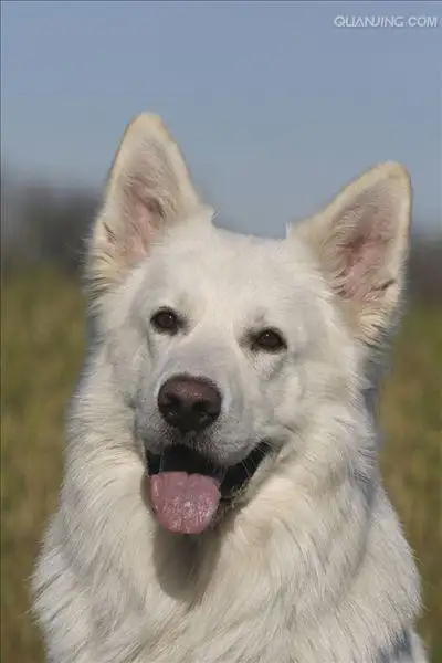 牧羊犬种类(牧羊犬种类大全图片)