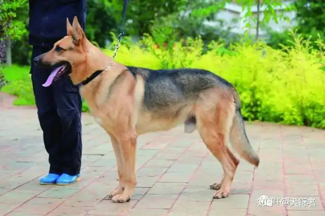 昆明狼犬(昆明狼犬和狼青的区别)