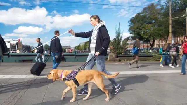 导盲犬是怎么分辨红绿灯的(导盲犬是怎么分辨红绿灯的庄园)