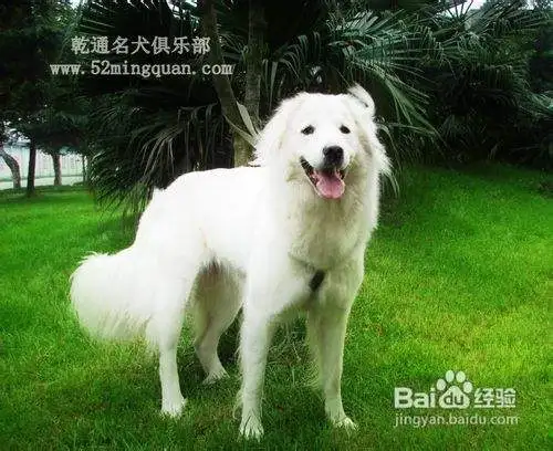 乾通名犬俱乐部(乾通名犬俱乐部官网)