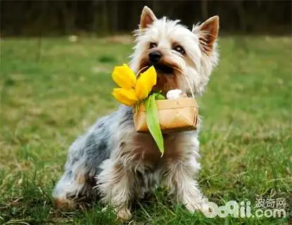 澳洲梗(澳洲梗犬棕色多少钱一只)