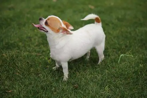 包含短毛小型犬的词条