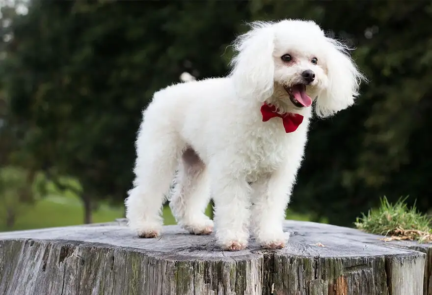 贵妇犬(贵妇犬图片大全贵宾犬)