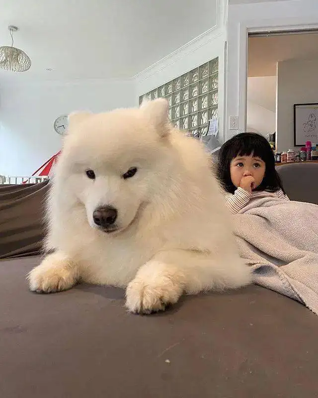 萨么耶(萨摩耶幼犬图片)