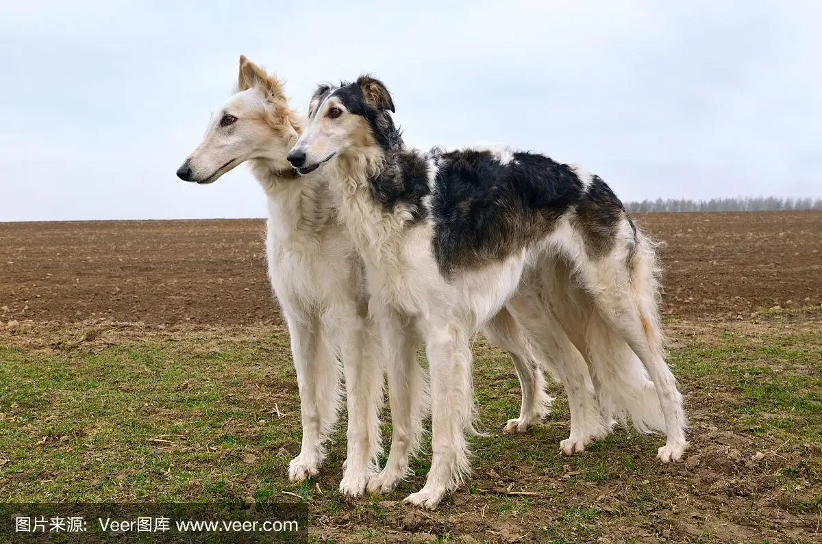 苏俄猎狼(苏俄猎狼犬寿命)