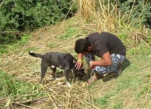 狗狗被卡住了怎么办(狗狗被卡住了会表现成什么样)