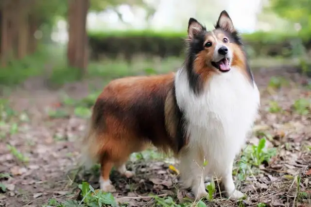 喜乐蒂牧羊犬价格(喜乐蒂牧羊犬多少钱一条)