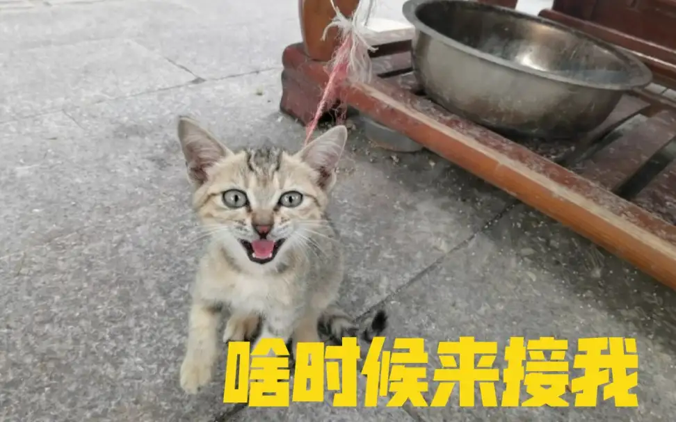 拯救小猫咪(拯救小猫咪作文)