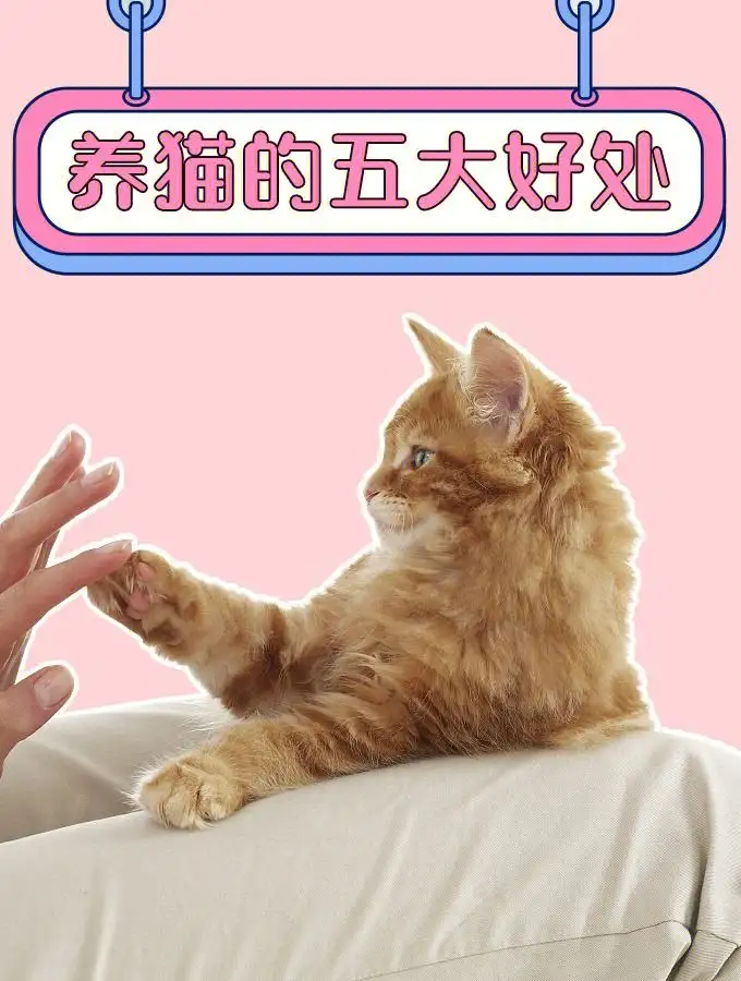 养猫的好处(养猫的好处和坏处)