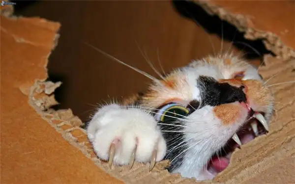 猫为什么能像液体一样缩在盒子里(猫咪为什么能象液体一样缩在小合子里)