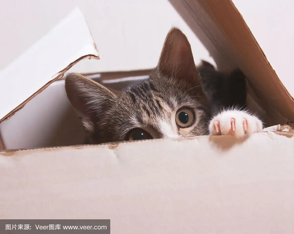 猫为什么能像液体一样缩在盒子里(猫咪为什么能象液体一样缩在小合子里)