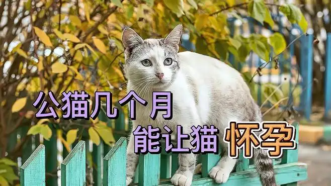 猫怀孕几个月生产(缅因猫怀孕几个月生产)