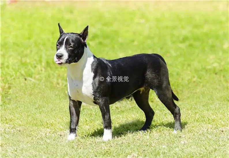 马耳他梗犬(马耳他犬寿命)