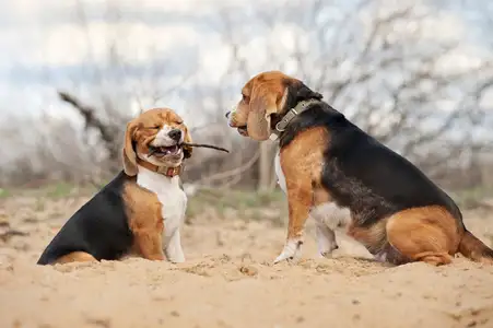 小猎兔犬(小猎兔犬原产美洲)