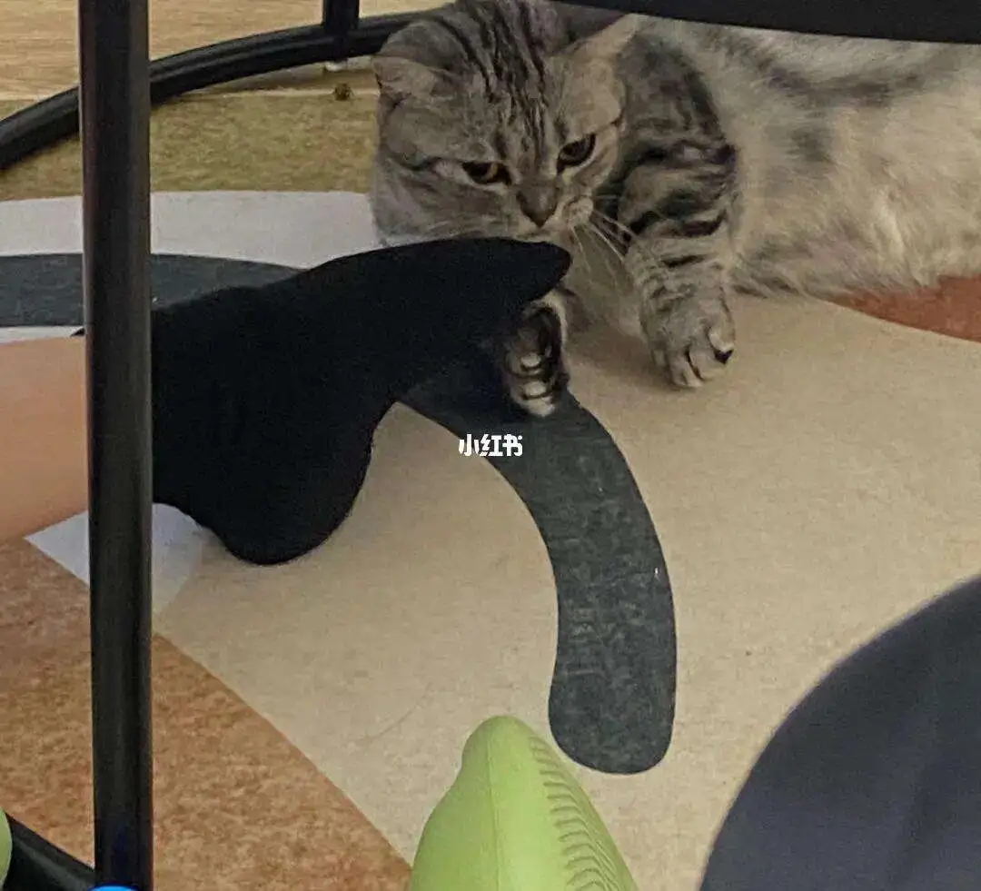 猫闻到臭脚后为什么会张开嘴(猫咪闻到脚臭味为什么会张开嘴)