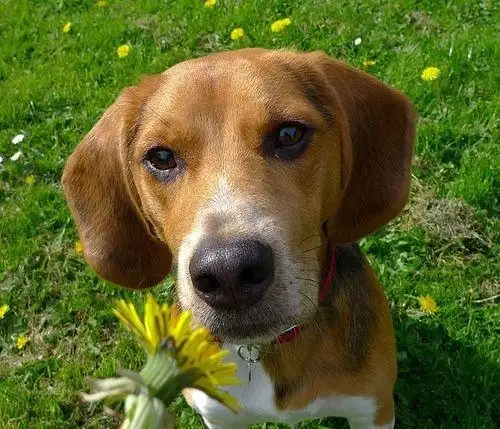 小猎兔犬(小猎兔犬原产美洲)