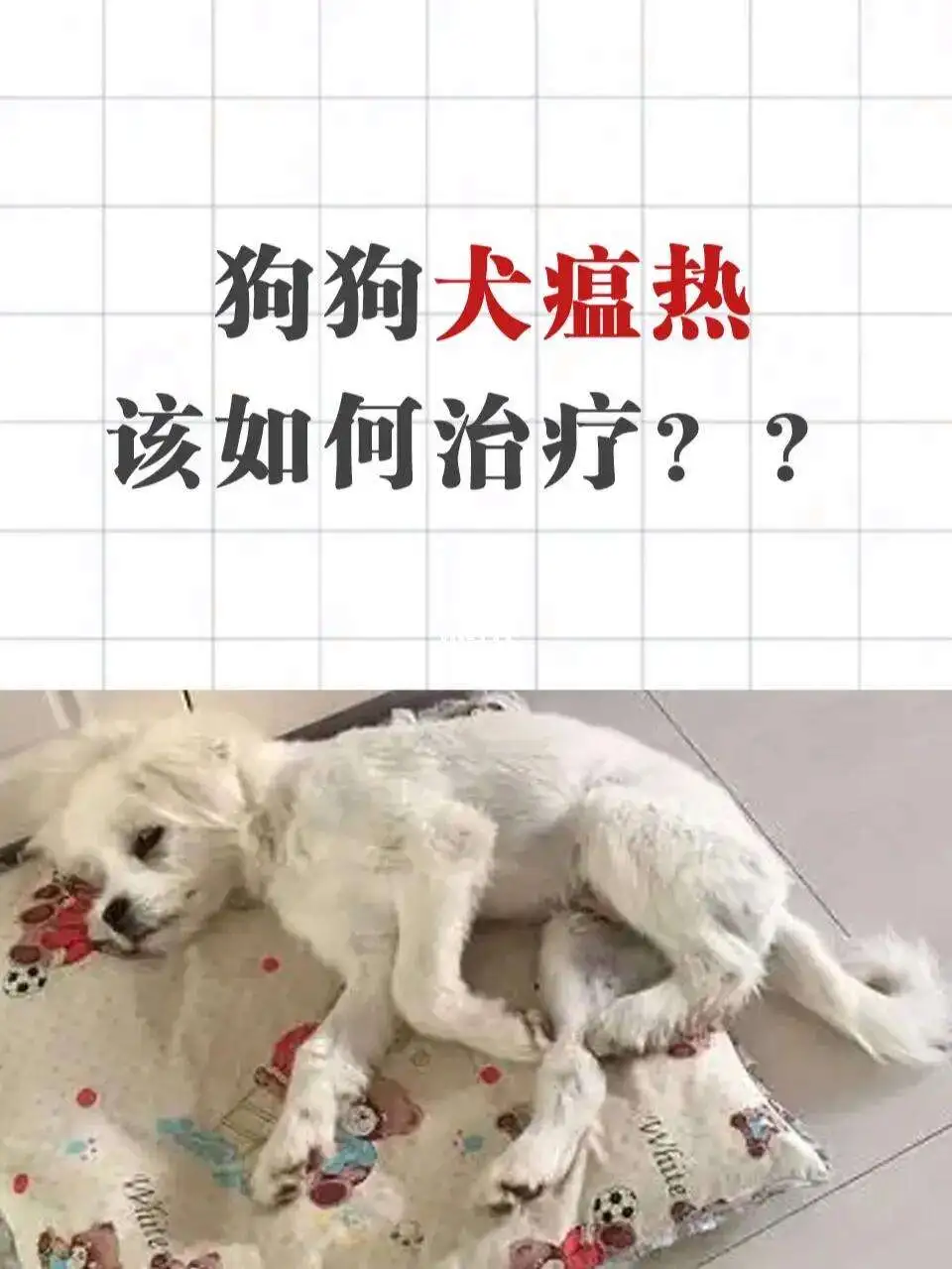 犬瘟热临床症状(犬瘟热临床症状有哪些)