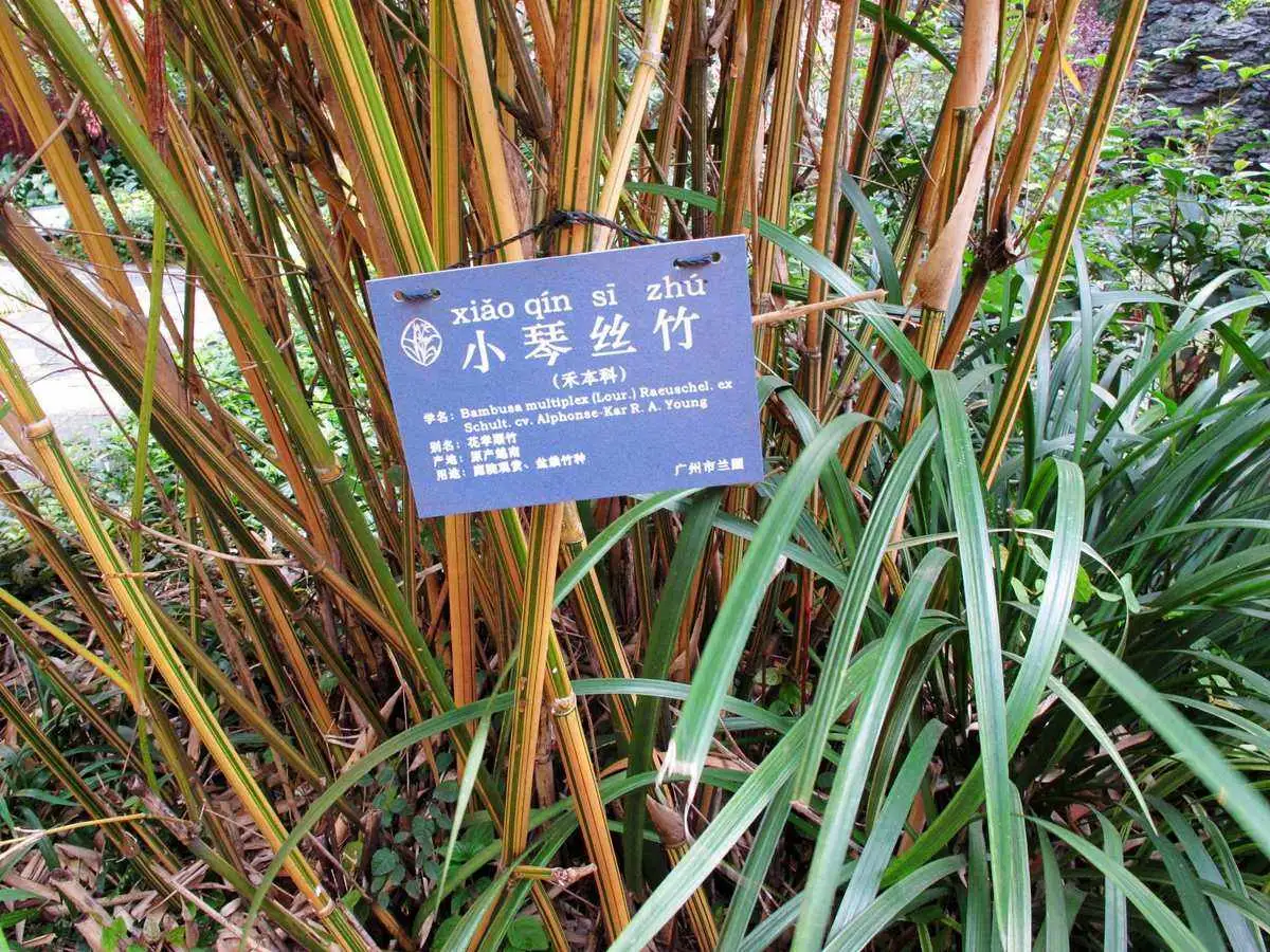小琴丝竹(小琴丝竹介绍)