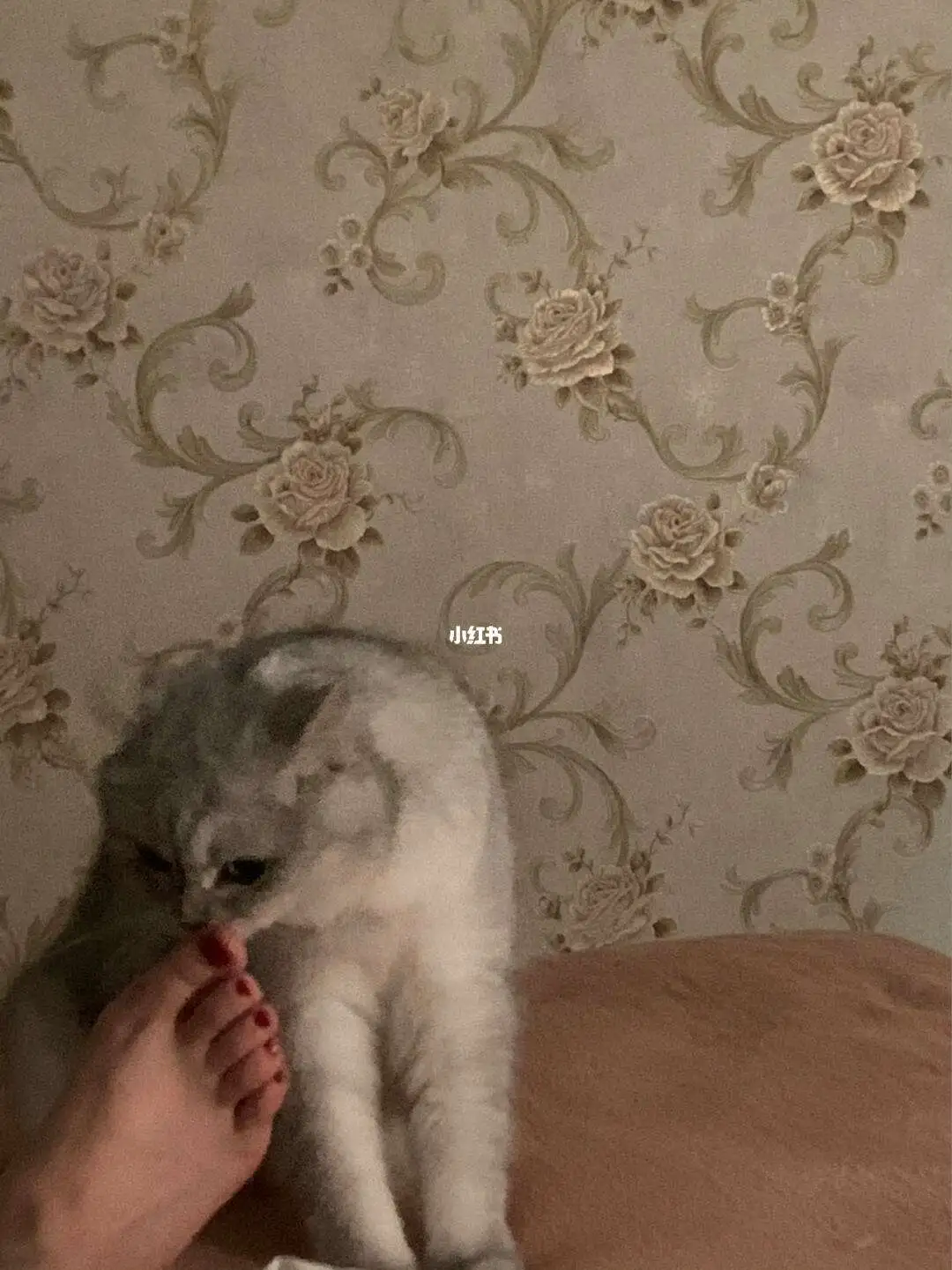 猫闻到臭脚后为什么会张开嘴(猫咪闻到脚臭味为什么会张开嘴)