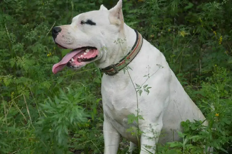 杜高犬性格(杜高犬性格温顺吗)