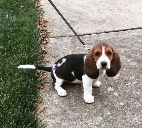 巴吉度(巴吉度猎犬)