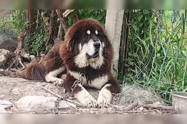 原生态藏獒(原生态藏獒和穿藏服藏民图片区别在哪)