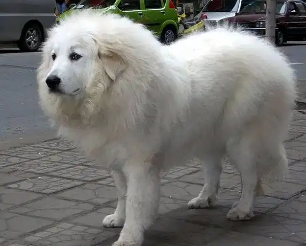 大白熊狗(大白熊犬有攻击性吗)