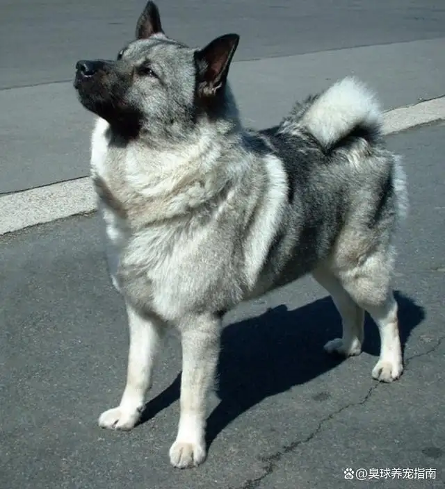 英国古代牧羊犬价格(英国古代牧羊犬幼犬多少钱一只)