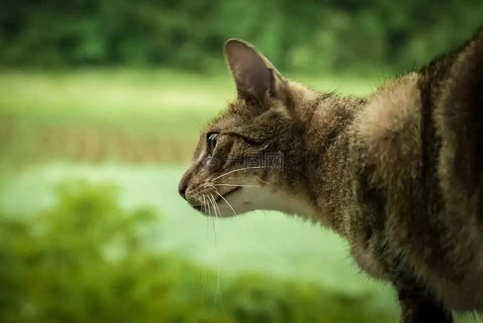 猫咪猎手(猫咪猎手舒克视频)